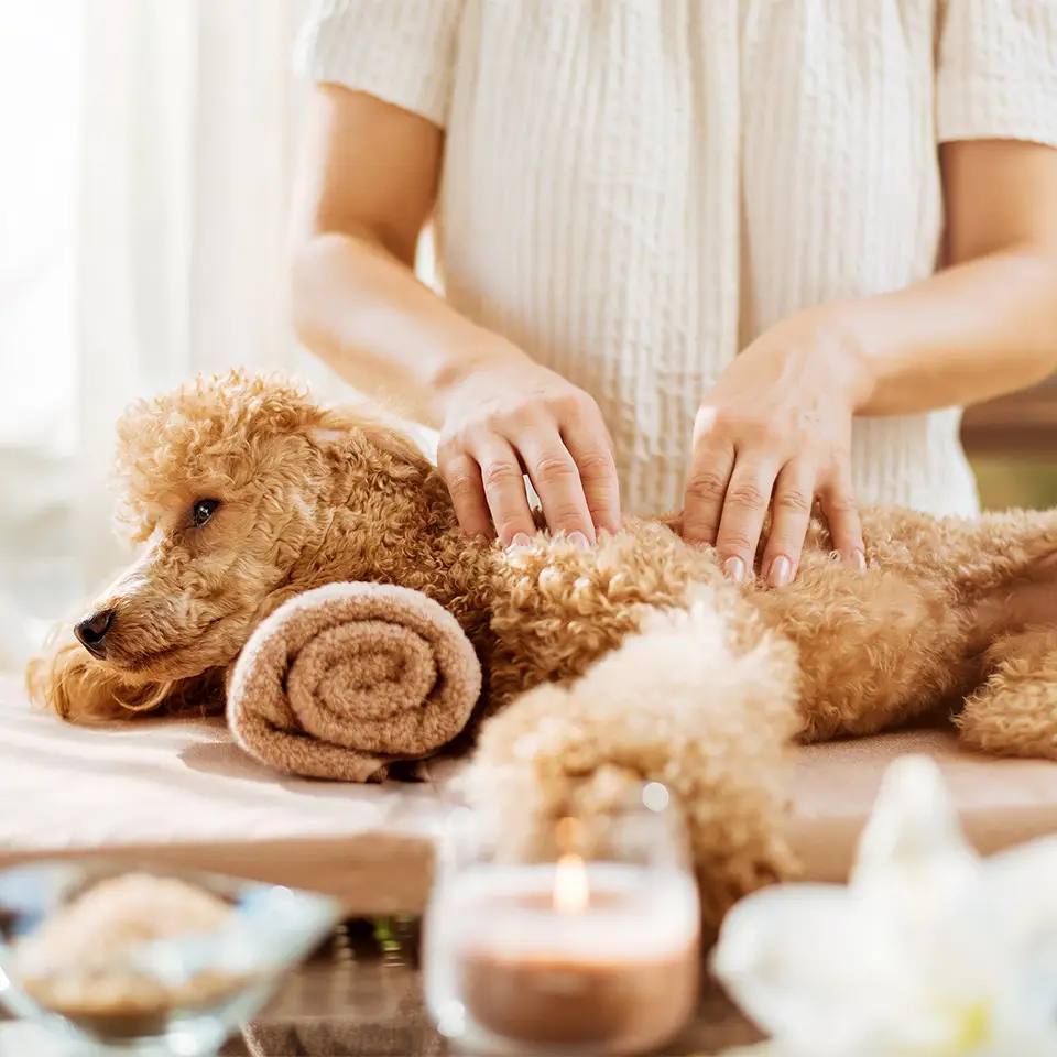 Canine Massage Therapy Course Learn Dog Massage Online