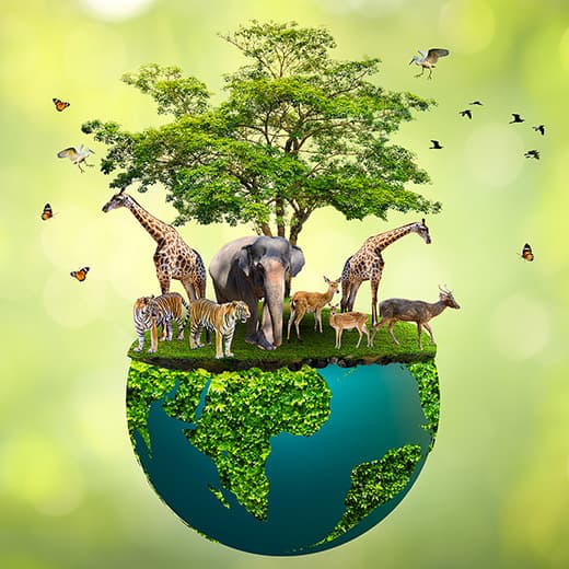 Image of Wildlife Conservation