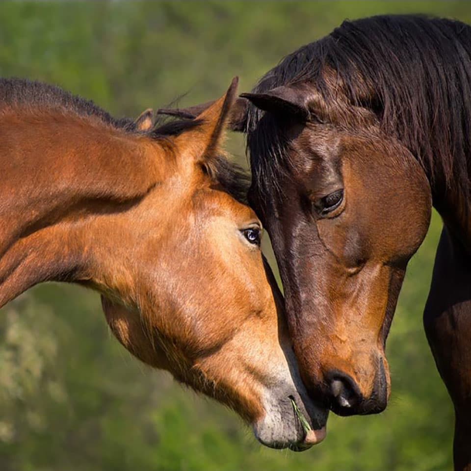 Image of Equine Psychology