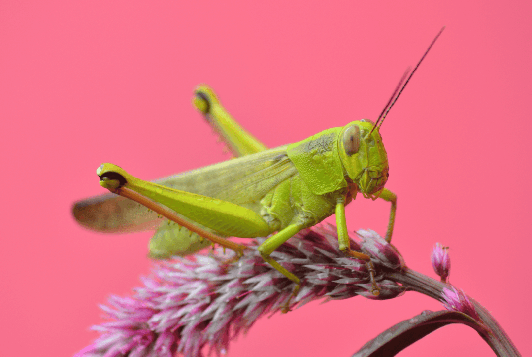 Grasshopper Symbolism: What is the Spiritual Meaning of Grasshoppers? Thumbnail