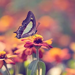 Image of Entomology