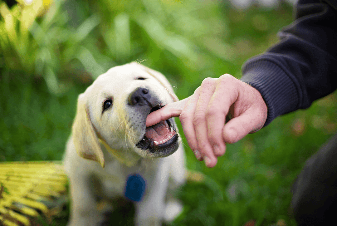 How to Train a Puppy Not to Jump and Bite Thumbnail