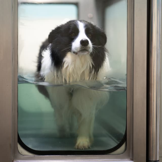 Image of Canine Hydrotherapy