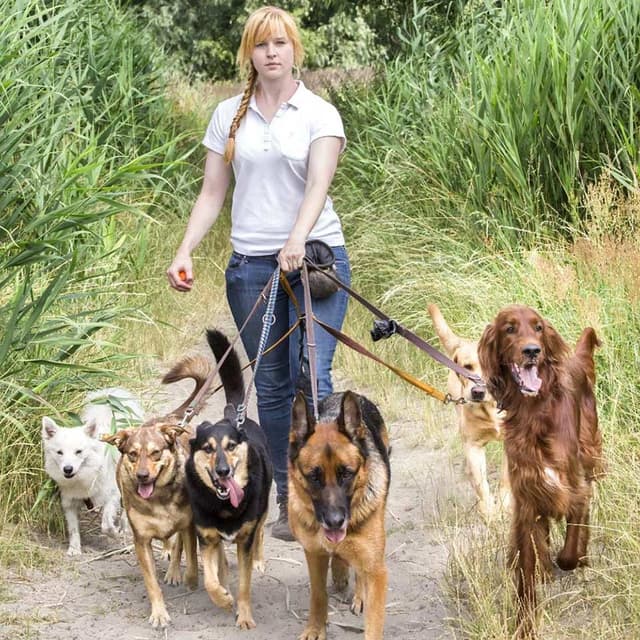 Image of Canine Business