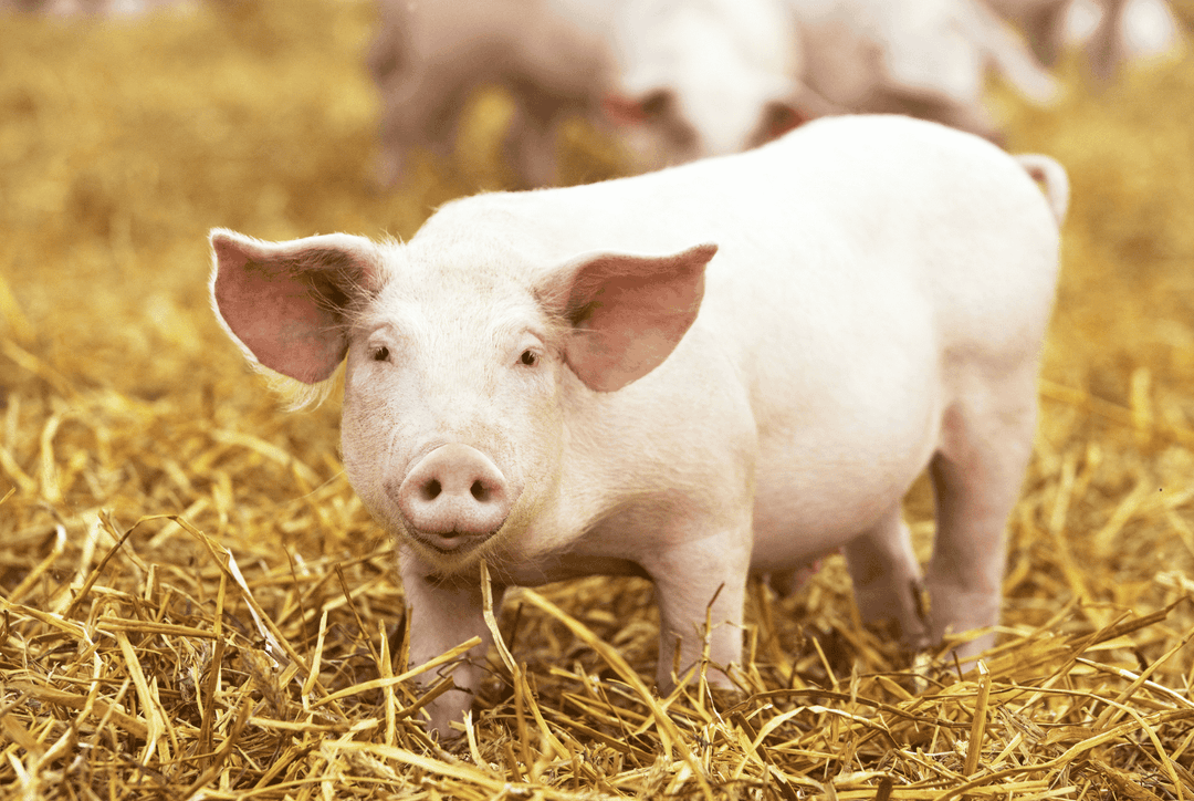 Pig Symbolism: What is The Spiritual Meaning of Pigs? Thumbnail