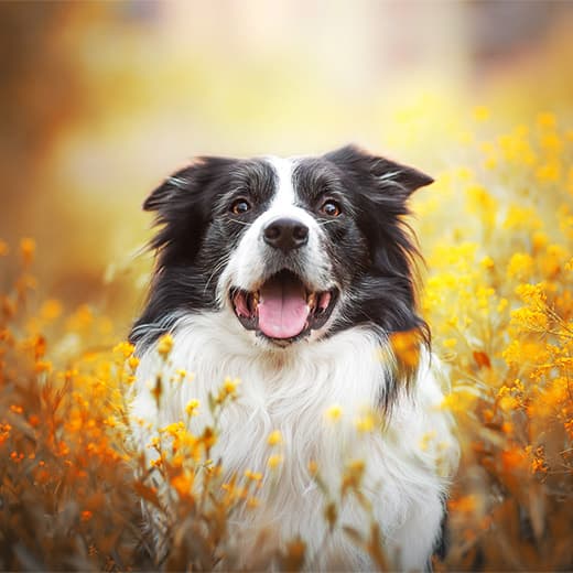 Image of Care of the Elderly Dog