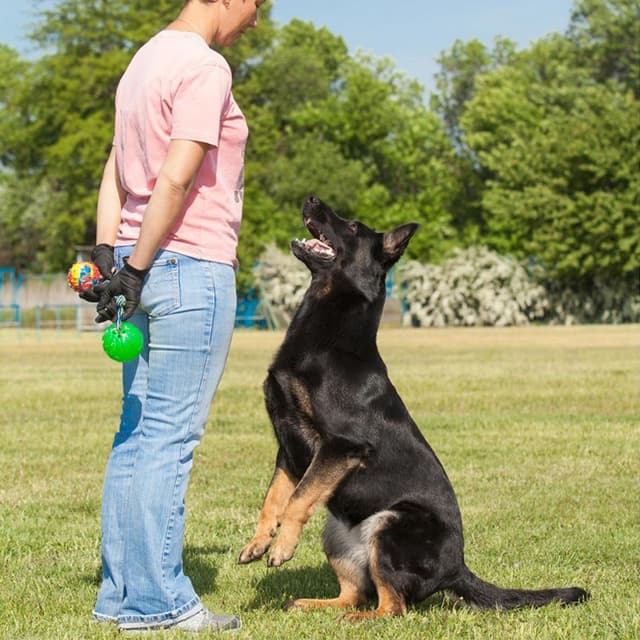 Image of Dog Training