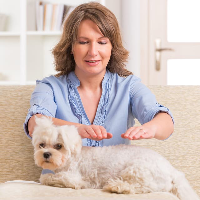 Image of Animal Reiki