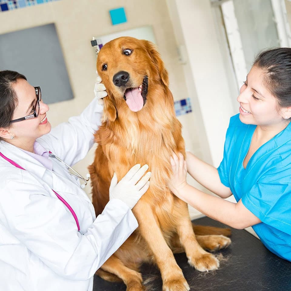 Image of Veterinary Assistant Diploma Course