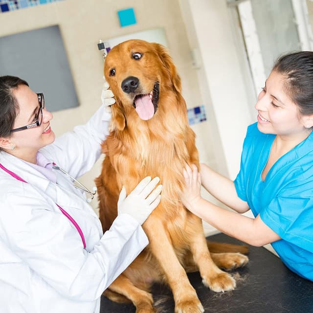 Image of Veterinary Assistant