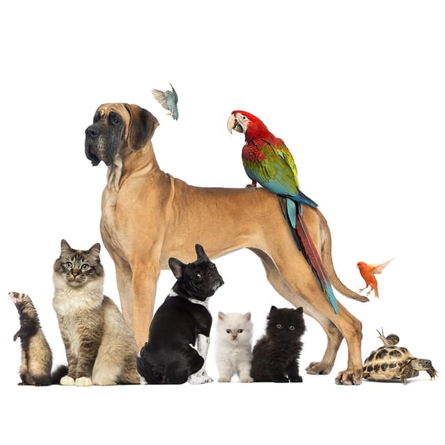Image of Pet Care Business