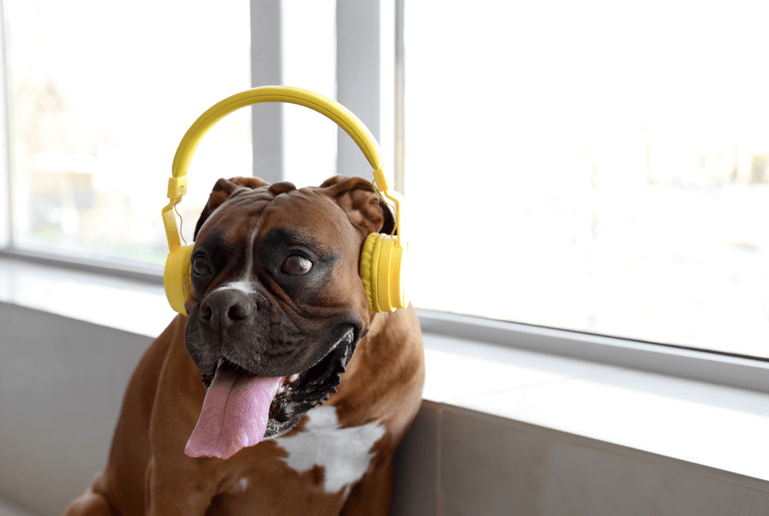 11 Best Dog Training Podcasts for Dog Lovers and Trainers Thumbnail