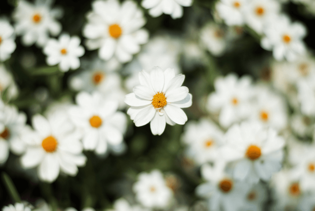 Types of White Flowers and Their Names (With Pictures) Thumbnail