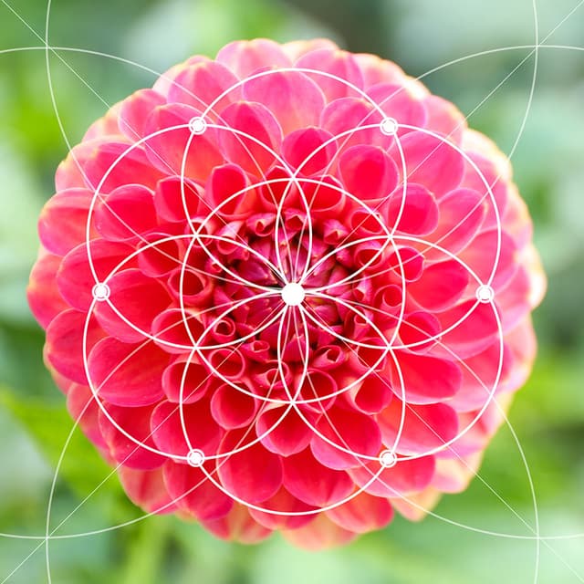Image of Fibonacci Numbers and the Golden Ratio