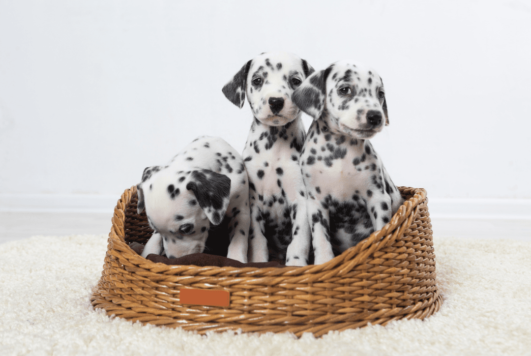 Which Dog Breeds Are Lower Maintenance? Thumbnail