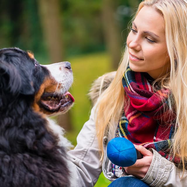 Image of Canine Behaviour Training