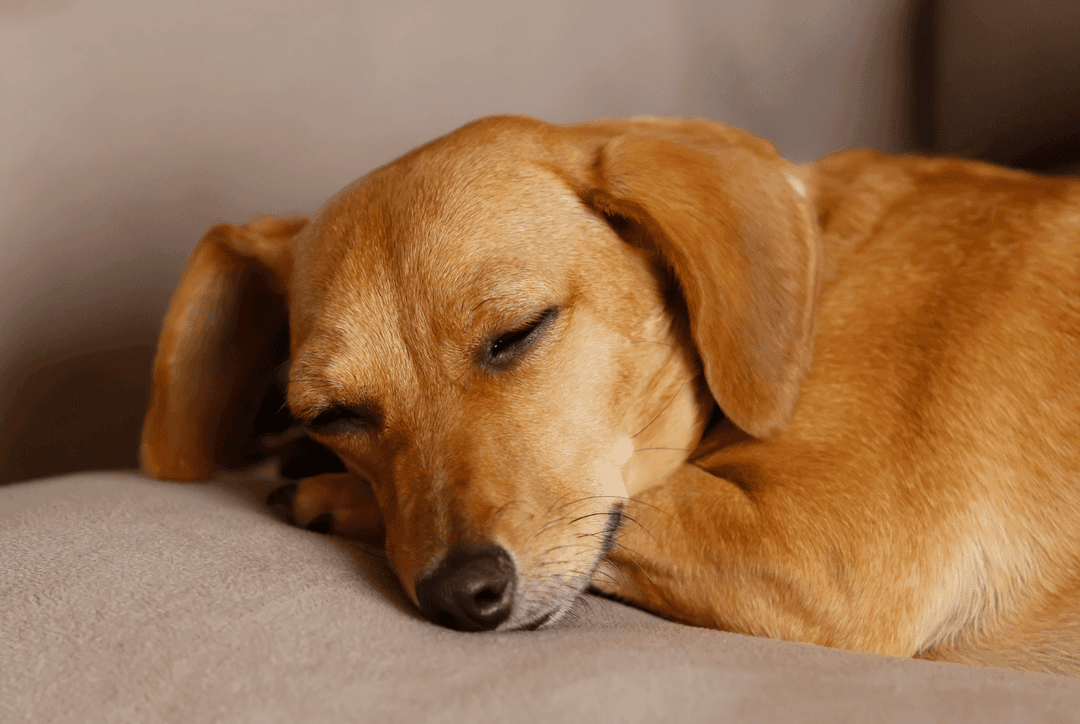 What Do Dogs Dream About and Why Do They Twitch in Sleep? Thumbnail