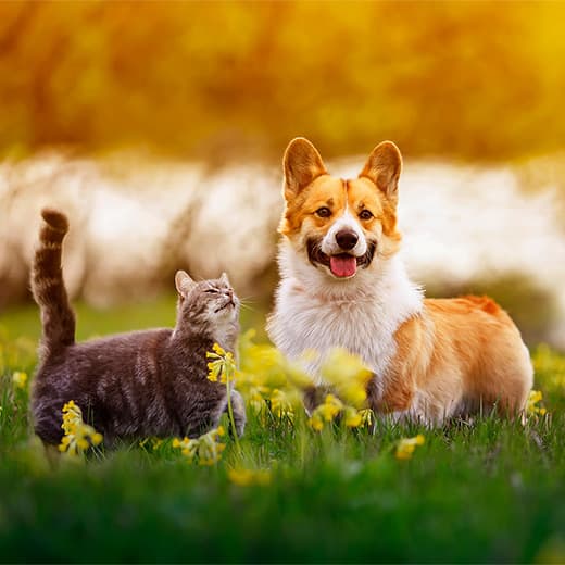 Image of Raw Feeding for Dogs and Cats
