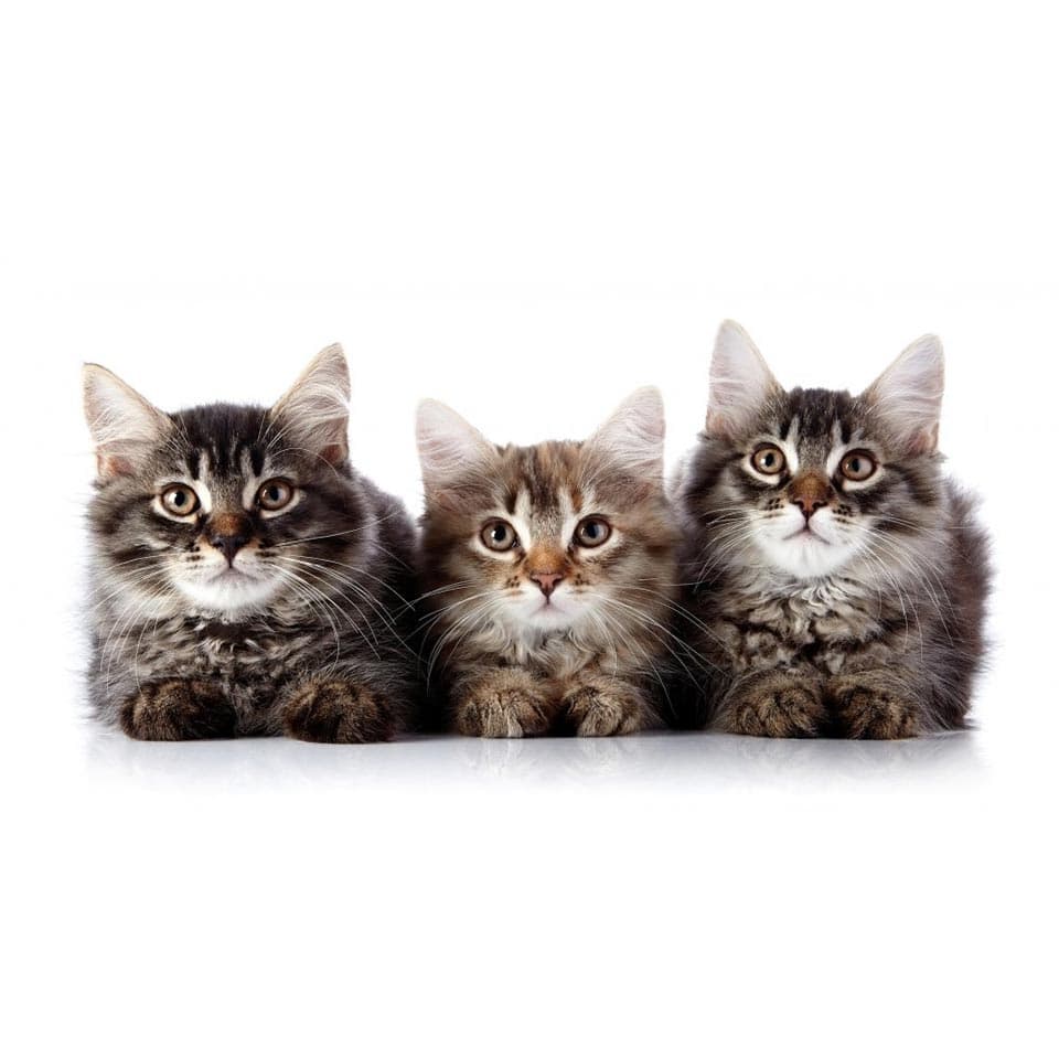Image of Feline Behaviour and Psychology