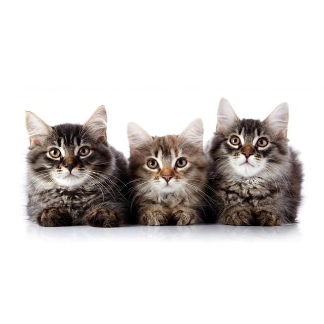 Image of Feline Behaviour and Psychology