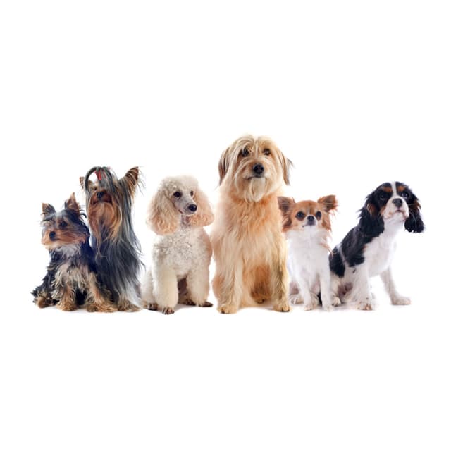 Image of Dog Grooming