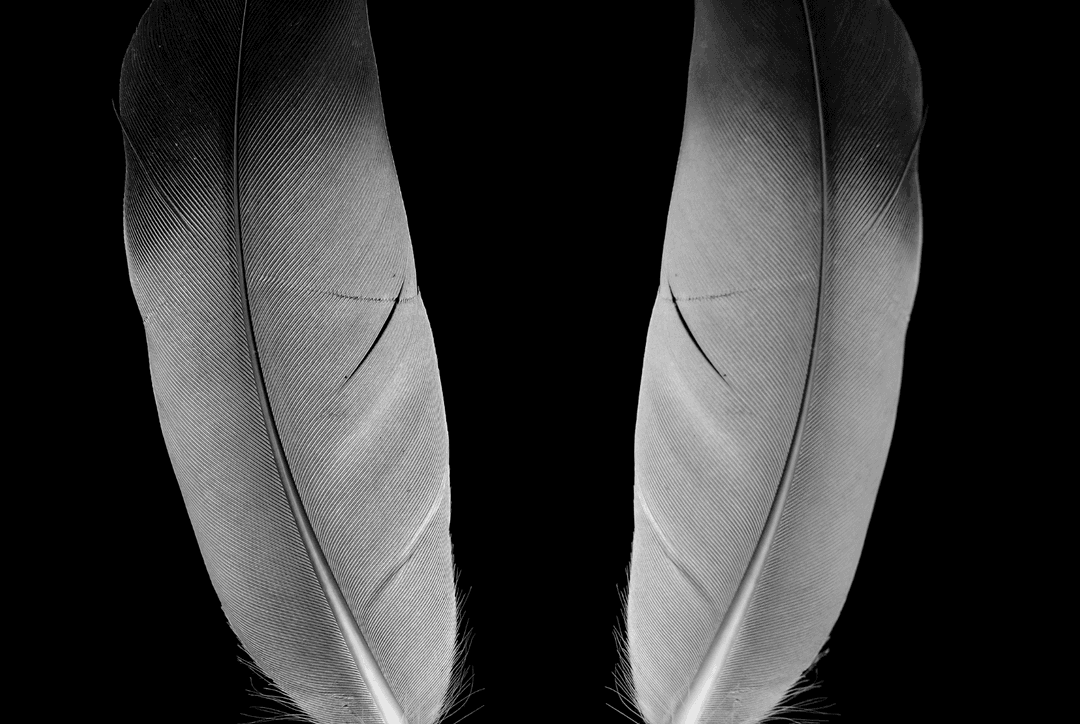 Grey Feather Meaning: Spiritual Symbolism & What It Means When You Find One Thumbnail