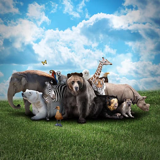 Image of Ethology