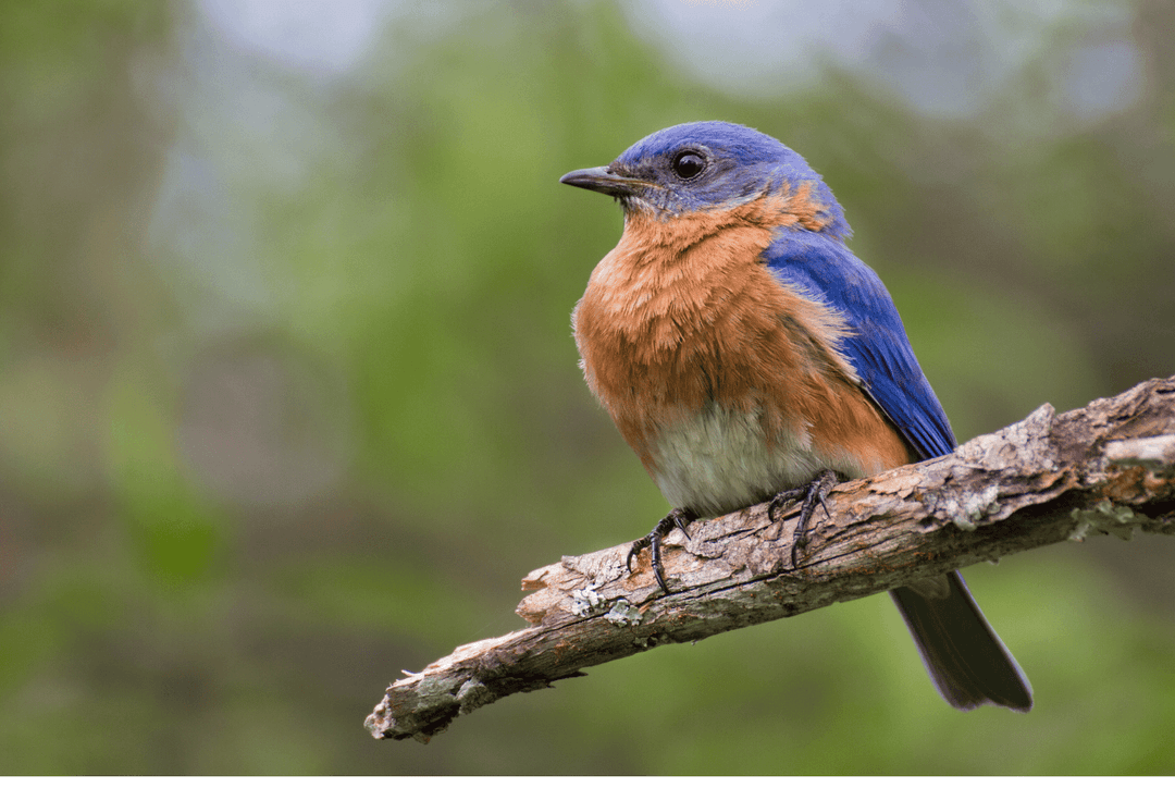 Bluebird Symbolism: What is the Spiritual Meaning of Bluebirds? Thumbnail