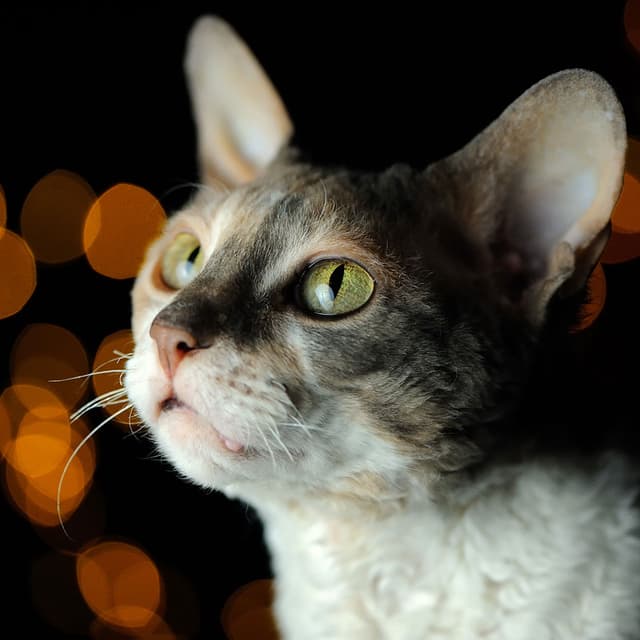 Image of Crystal Healing for Animals