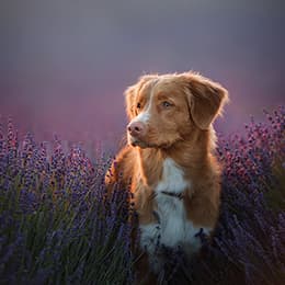 Image of Herbalism for Animals