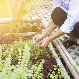 Image of Herb Gardening