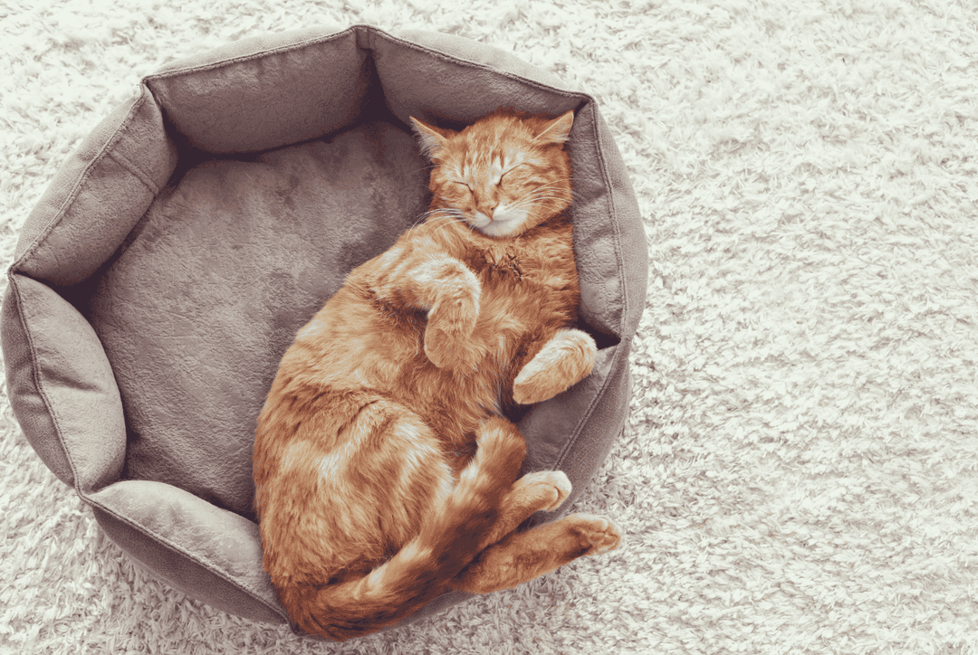 What Do Cats Dream About? Thumbnail