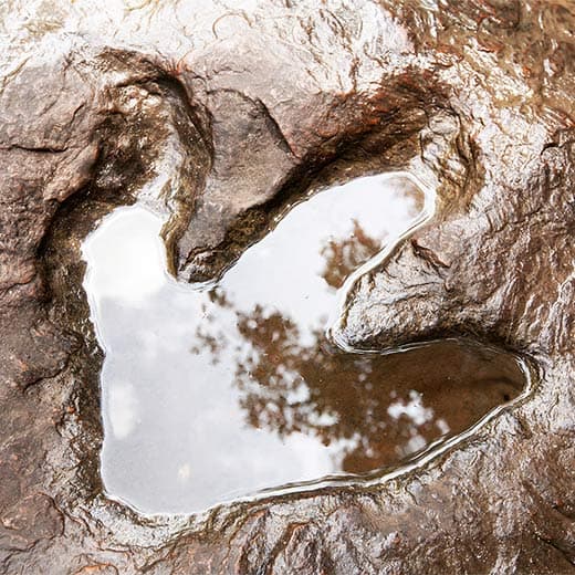 Image of Advanced Palaeontology