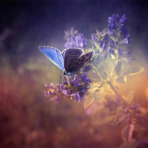 Image of Photoshop Editing