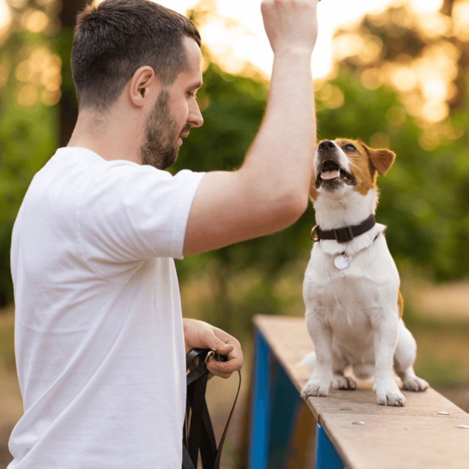 Image of Dog Training