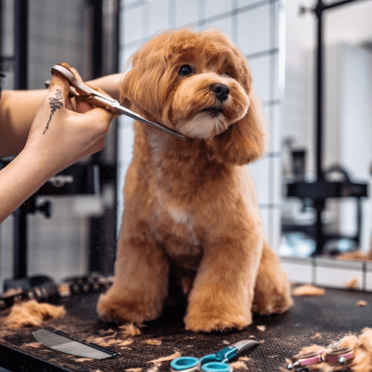 Gallery Detail: Dog Grooming Online Course Accredited Pet Grooming Diploma
