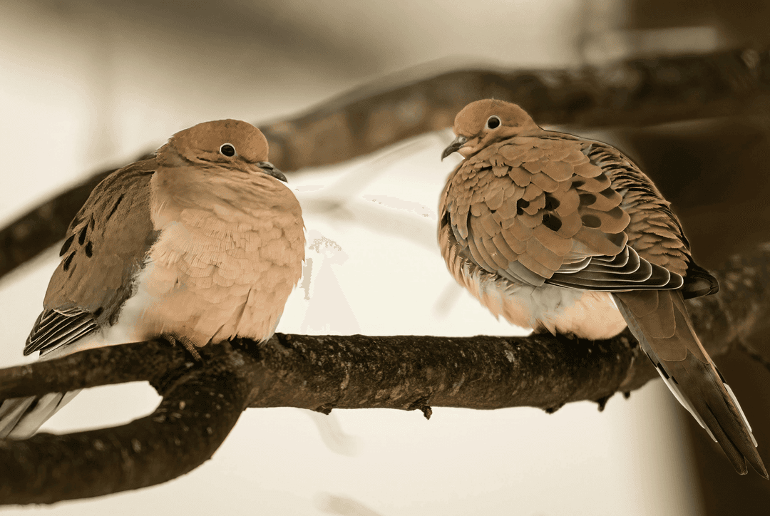 Mourning Dove Symbolism: What is The Spiritual Meaning of Mourning Doves? Thumbnail