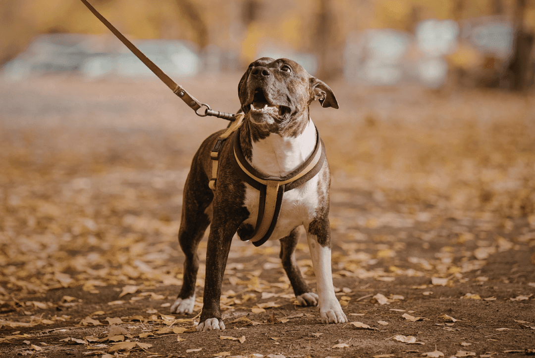 Which Dog Breeds Need Walking the Most? Thumbnail