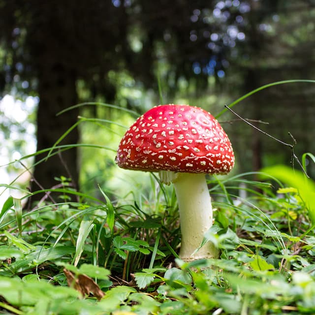 Image of Psychotropic Plants