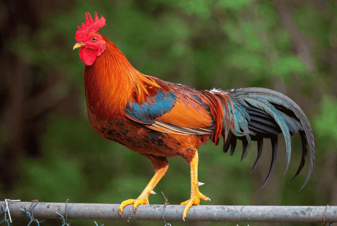 Rooster Symbolism: What is The Spiritual Meaning of Roosters? Thumbnail