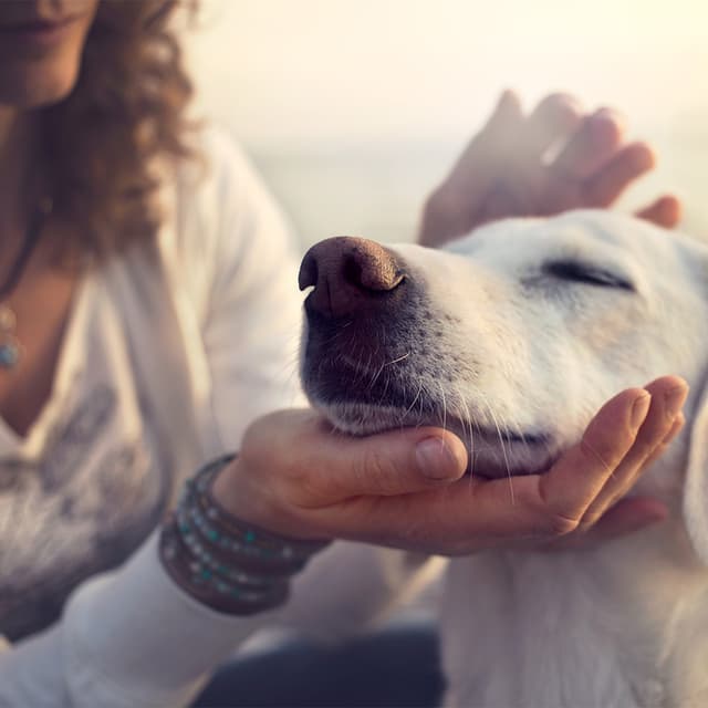 Image of CBD Oil for Animals