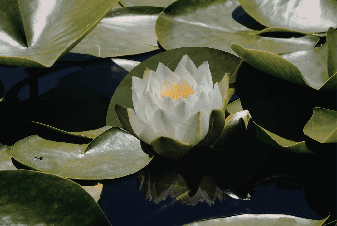 Lotus Symbolism: What is the Spiritual Meaning of Lotus Flowers? Thumbnail