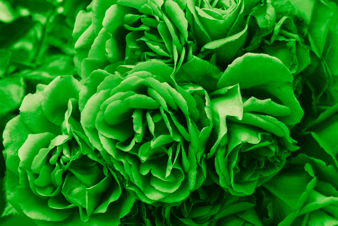 Types of Green Flowers and Their Names (With Pictures) Thumbnail