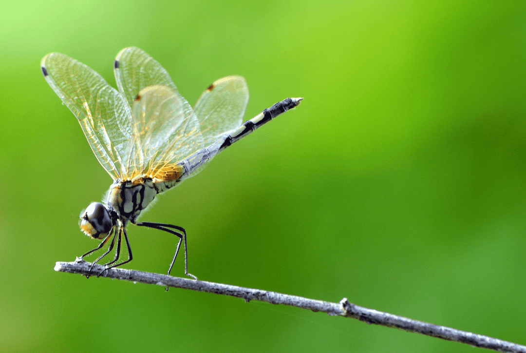 Dragonfly Symbolism: What is the Spiritual Meaning of Dragonflies? Thumbnail