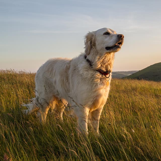 Image of Canine Holistic Health & Therapy