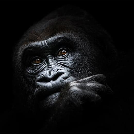 Primatology Thumbnail