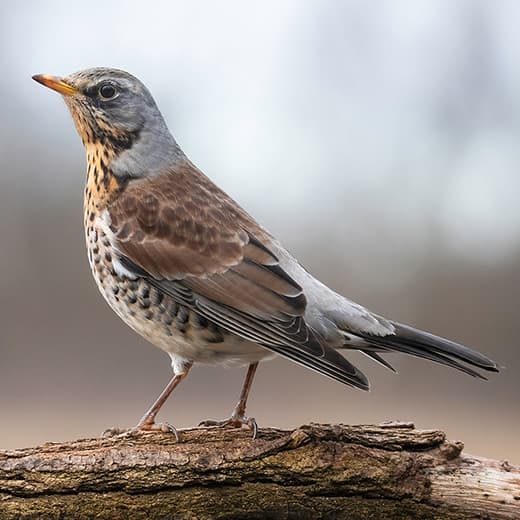 Image of Birdwatching