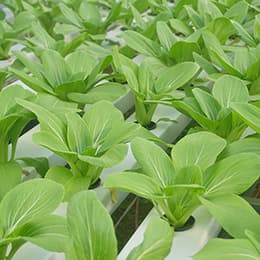 Image of Introduction to Aquaponics