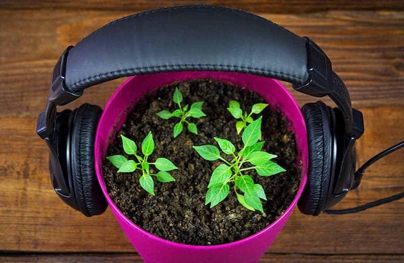 The 9 Best Gardening Podcasts for UK Listeners Thumbnail