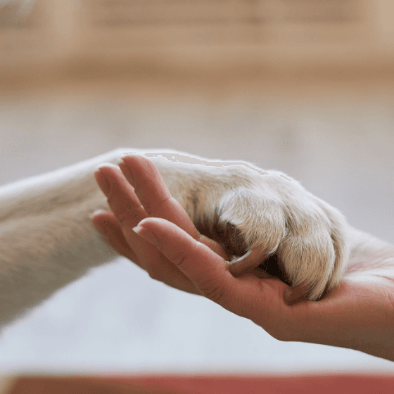 Dog Lover's Thumbnail